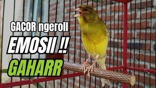 Download lagu Masteran KENARI GACOR ngeroll panjang,Cuit Cuit Emosi AMPUH bikin kenari nyaut ,Masteran MURAI BATU mp3