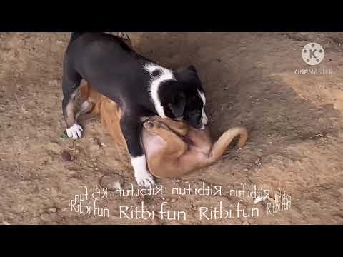 Puppy funny moments