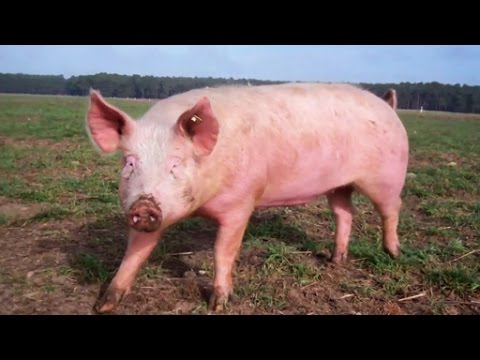 , title : 'Schwein - Trailer Schulfilm Biologie'