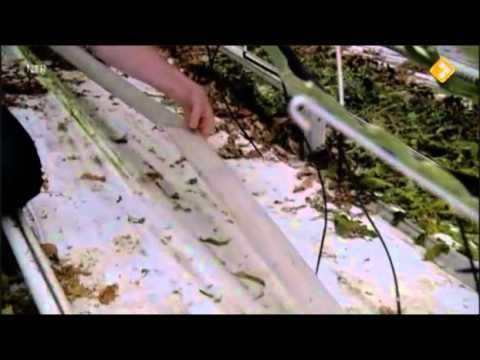 CombiVliet bij omroep NTR