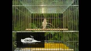 Download lagu Inilah kenari rusia yang langka dan banyak dicari mp3 Download lagu Inilah kenari rusia yang langka dan banyak dicari mp3