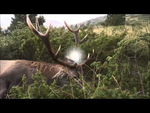 "Hirschbrunft in den Rhodopen" 1. Teil