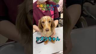 珍しいカラーのダックスちゃん　#犬のいる暮らし #ダックス #犬動画
