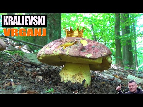 Kraljevski Vrganj - Boletus regius
