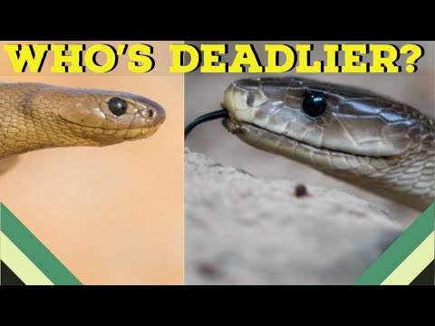 Black Mamba vs Inland Taipan!