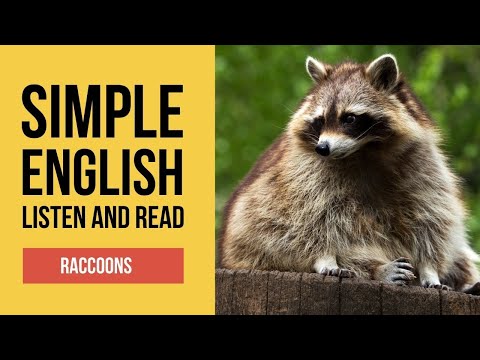 Raccons - Listen and Read | Simple English for Beginners