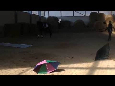 Sammy -3jähriger Wallach von Samba Hit I x Quando Quando x Donnerhall