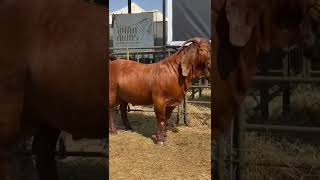 Download lagu Boer goat mp3