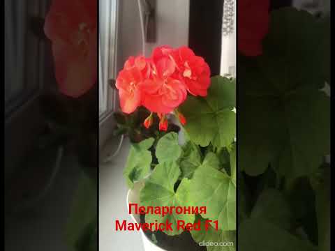 фото пеларгония маверикс красный 0