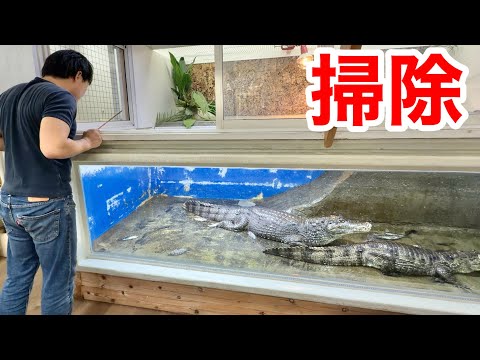 ２mのワニを飼育する水槽の掃除方法をご紹介します