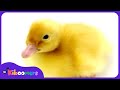 Six Little Ducks | Nursery Rhymes Songs for ...