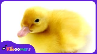 Six Little Ducks | Nursery Rhymes Songs for Children