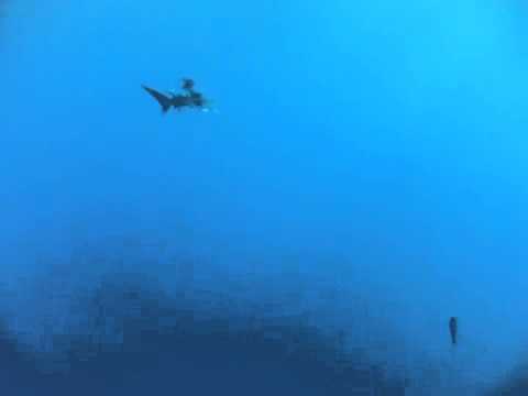 Oceanic white tip shark Egypt.