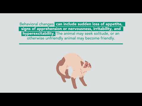 Rabies in Cats: Facts You Should Know | Merck Veterinary Manual