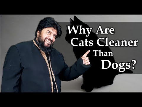 Why Are Cats Cleaner Than Dogs?
