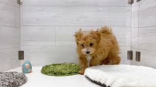 ハーフ犬の動画01