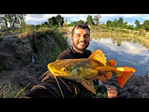 O PIRARARA DA NOSSA REPRESA SOBREVIVEU, OLHA O TAMANHO QUE JA ESTA, PESCAMOS NA VALA DO ATERRO
