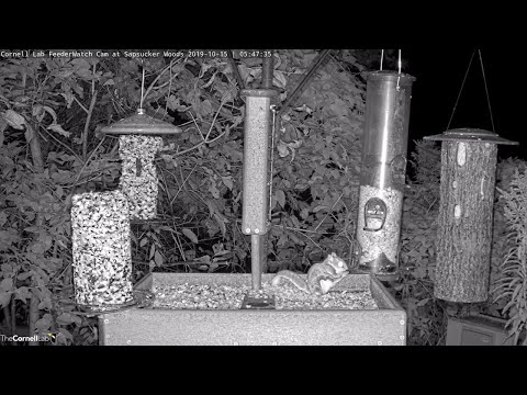 Flying Squirrel Is Early Morning Visitor To Cornell Lab FeederWatch Cam – Oct. 15, 2019