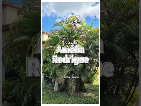 Fazenda em Amélia Rodrigues