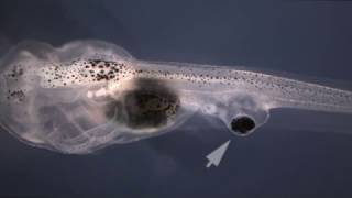 Blind tadpoles learn visually after researchers graft eyes onto tails