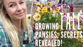 Growing the tallest pansies for the cutting flower garden!