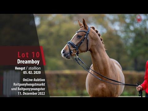 OnLive-Auktion 11. Dezember 2022 Lot 10 Dreamboy Hengst v. Dreidimensional I AT NRW-Dimension AT NRW