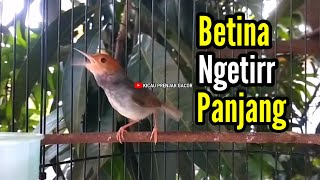 Download lagu PRENJAK BETINA Ngetir Panjang Istimewa Suara Jernih Memanggil JANTAN sangat cocok buat MASTERAN. mp3 Download lagu PRENJAK BETINA Ngetir Panjang Istimewa Suara Jernih Memanggil JANTAN sangat cocok buat MASTERAN. mp3
