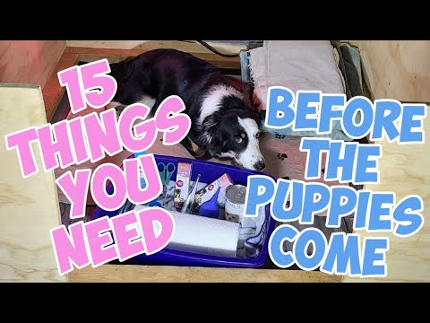 15 Things You Need Ready Before Whelping
