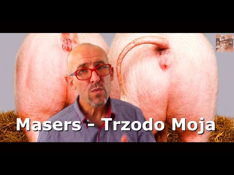 Masers - Trzodo Moja (Masters - Żono moja/PARODIA) NOWOŚĆ! 2019