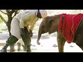 Our Miniature Miracle 1.5 Years on | Sheldrick Trust
