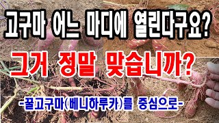 고구마 어느 마디에 열린다구요? 그거 정말 맞습니까? (꿀고구마 재배에서 고구마 모종을 심었을 때 주로 열리…