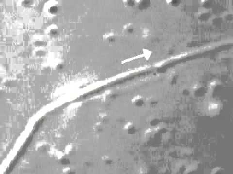 Citoesqueleto - Movimento das Organelas