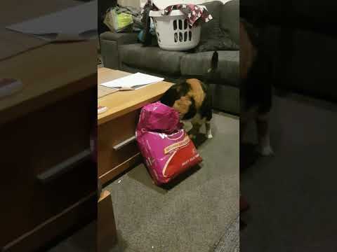 Muffin having a Whiskers moment