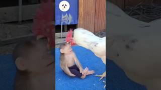 Download lagu Monyet vs Ayam #shorts #youtubeshorts #trending mp3 Download lagu Monyet vs Ayam #shorts #youtubeshorts #trending mp3