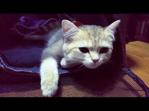 Bringing "Dione" Our New Kitten Home (British shorthair ny11 Female )