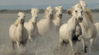 Alison Krauss - So Long So Wrong