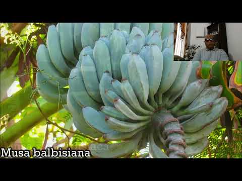 👉 “Bananas: The Strange Past and Uncertain Future”