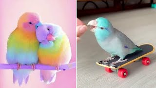 Smart And Funny Parrots Parrot Talking Videos Compilation (2024) - Cute Birds #14