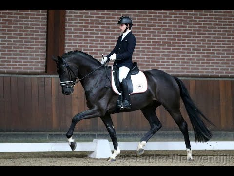 Gorgeous Black Art (Glock's Toto Jr. x Rubiquill x Jazz)