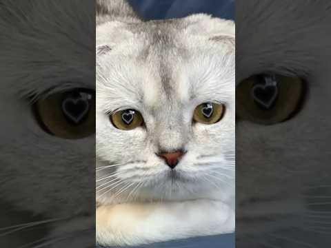 #funny #cat #pets #funnycats #cute #pet #animal #funnycat #cats #