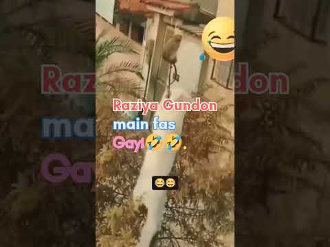 cat vs rat #cat #rat #viralvideo #viralvideo #funny #funnyshorts #newvideos