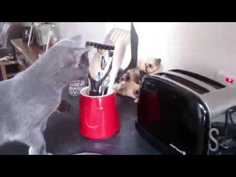 Funny Cats Scared Of Random Things