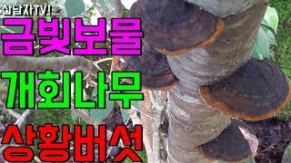황금 금빛 보물 개회나무 상황 버섯  능이 버섯 표고 버섯 꽝 치고 금빛 버섯을 산남자 만나다  자연 건강 …