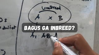 Download lagu Breeding Tips: Which Birds Are Suitable and Which Are Not Suitable for Inbreeding mp3 Download lagu Breeding Tips: Which Birds Are Suitable and Which Are Not Suitable for Inbreeding mp3