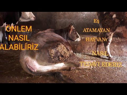 , title : 'İNEKLERDE EŞ ATAMAMA NEDENİ #eşatamama#The problem of not being able to assign a mate in cows'