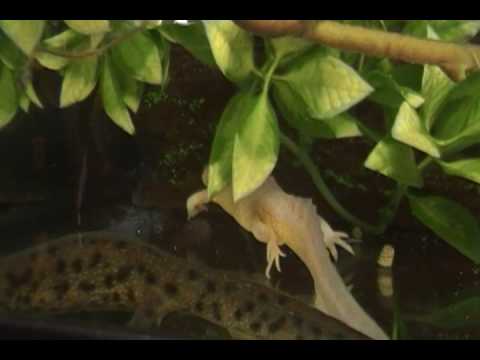 YouTube Video 9m4hu_BitVE