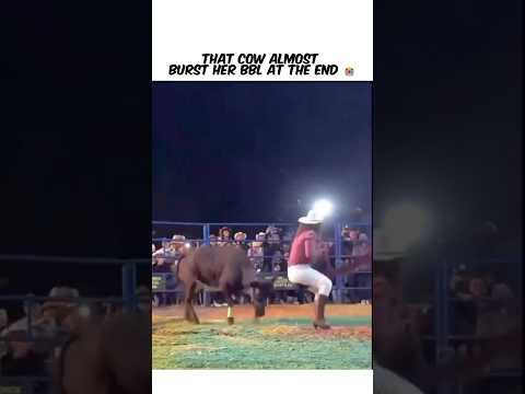That cow almost burst her bbl at the end 😭 #funny #viral #shorts #fyp