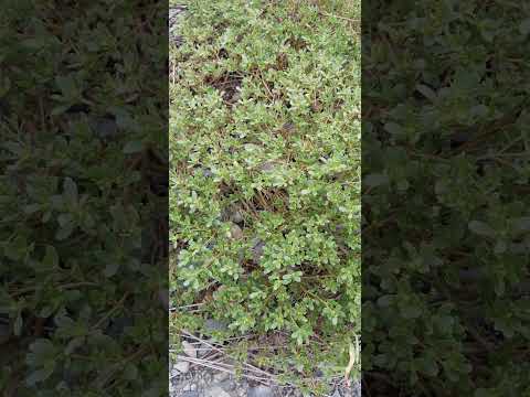 園芸 スベリヒユ