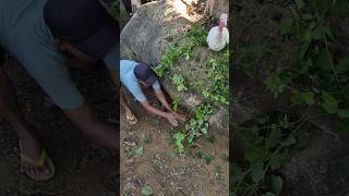Download lagu indukannya putih anaknya jugak putih #shortsfeed #nature #trendingshorts #explorepage mp3