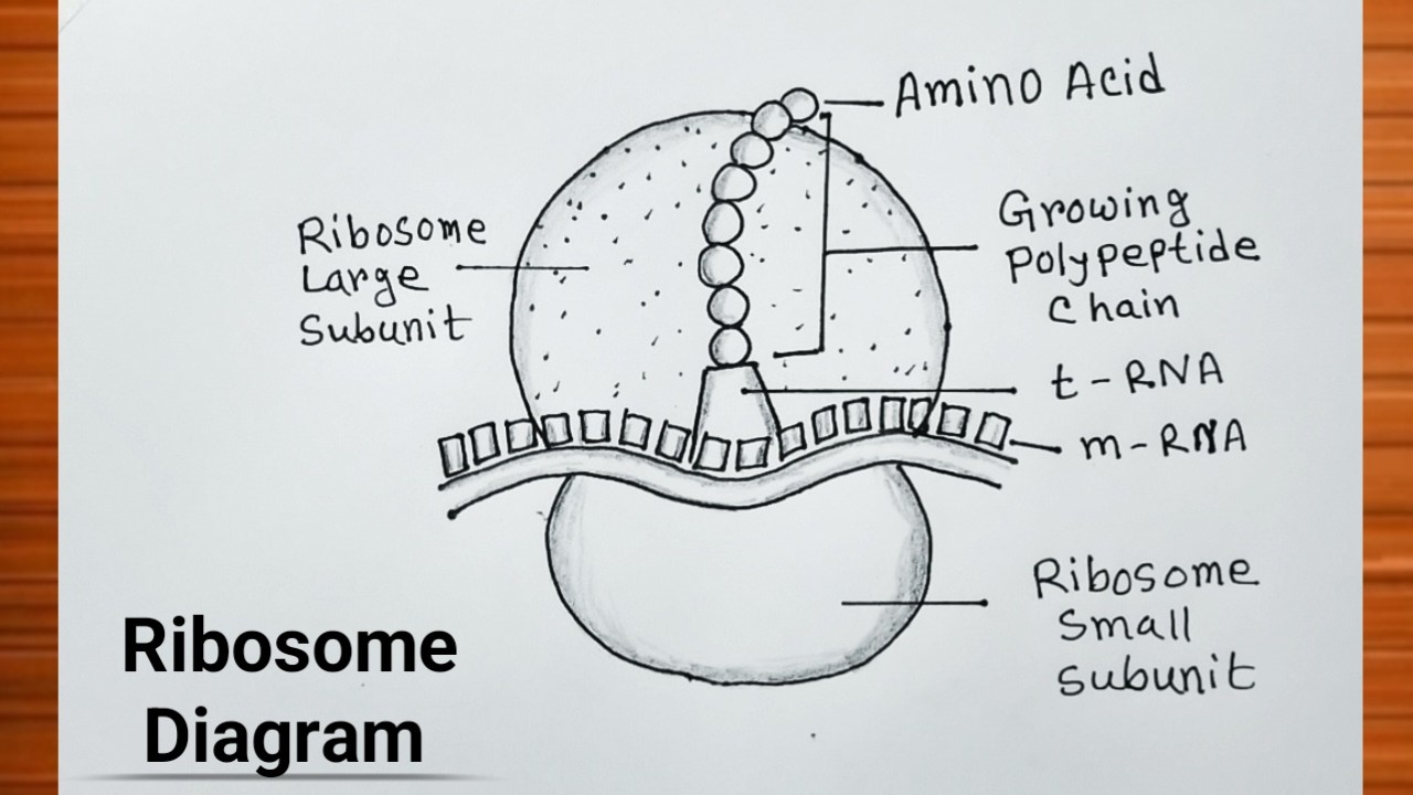 How to Draw Ribosome Easily / Ribosome Diagram Drawing / Ribosome Structure